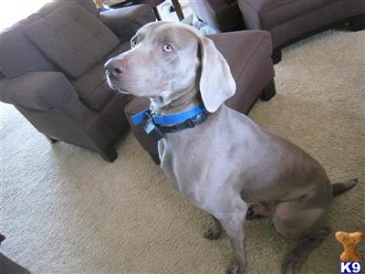 Stud Dogs - Weimaraner